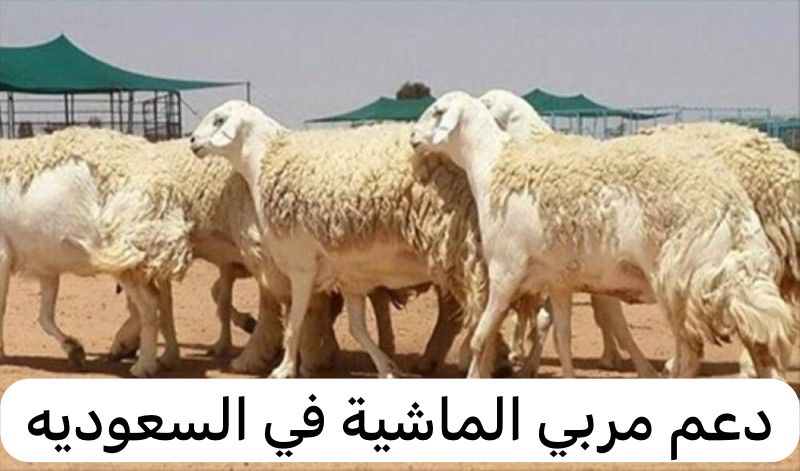 دعم مربي الماشية